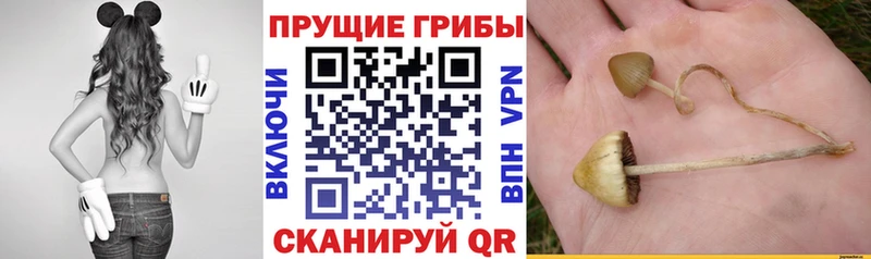 Галлюциногенные грибы Magic Shrooms  купить   Нижнекамск 